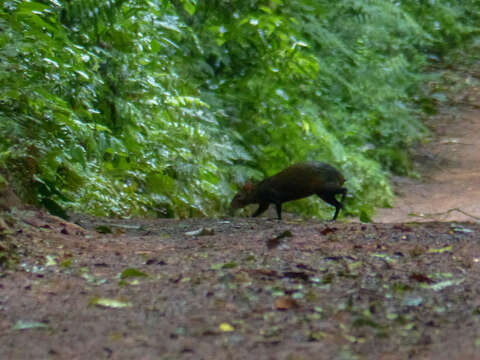 Image of Azara's Agouti