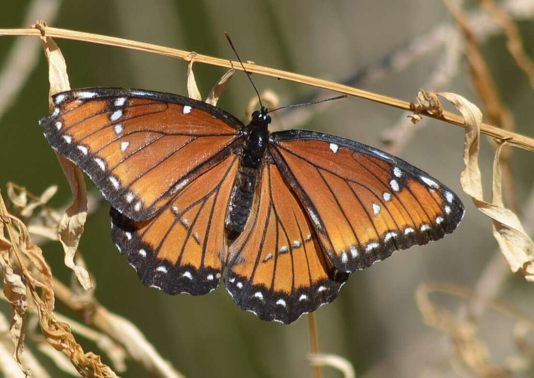 Imagem de Limenitis archippus obsoleta Edwards