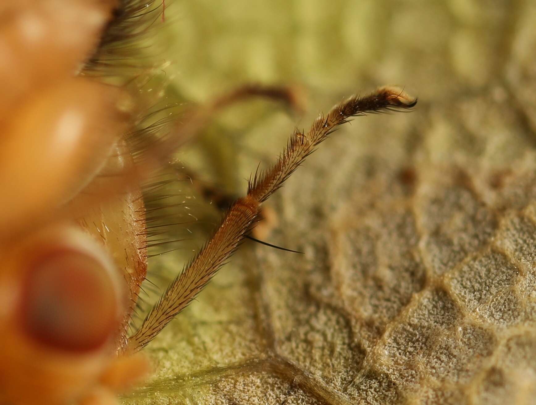 Image of Suillia bicolor (Zetterstedt 1838)