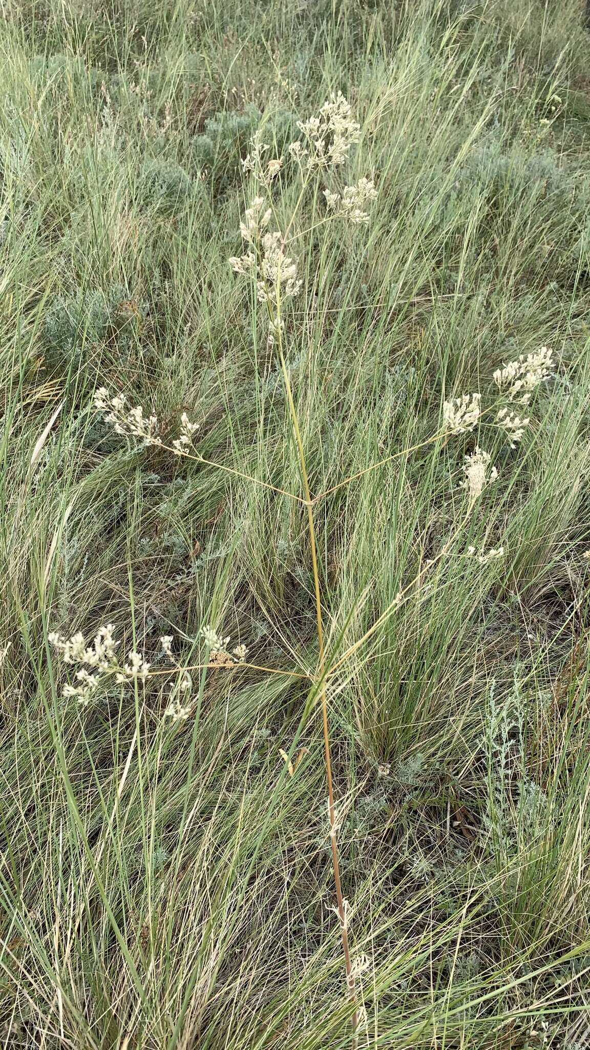 Image of Silene wolgensis (Hornem.) Otth