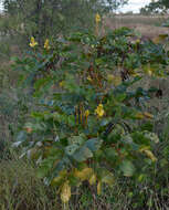 Image of <i>Senna magnifolia</i>