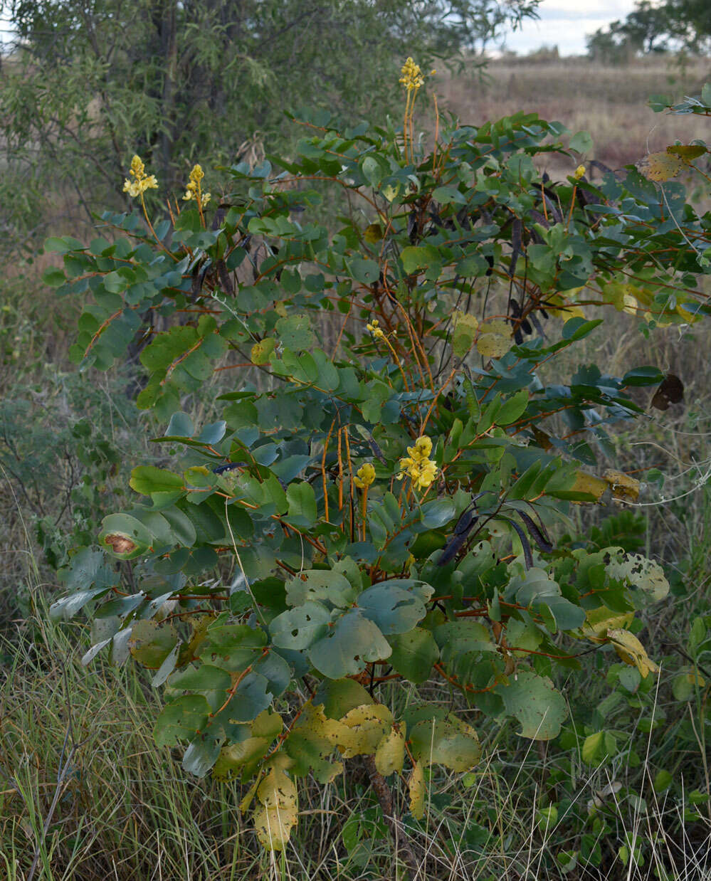 Image of <i>Senna magnifolia</i>