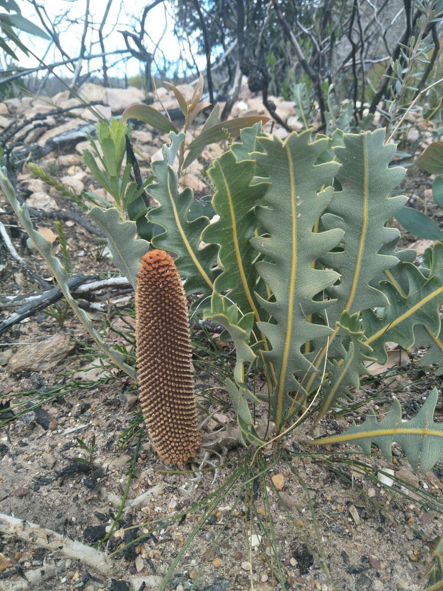 Imagem de Banksia gardneri A. S. George