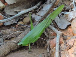 Image of Broad-tipped Conehead