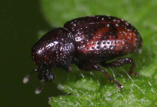 Image of Tyloderma aquaticum Wibmer 1981