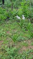 Image of Crinum arenarium Herb.