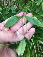 صورة Coreopsis pubescens Ell.