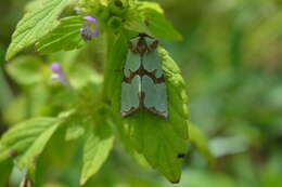 Слика од Staurophora