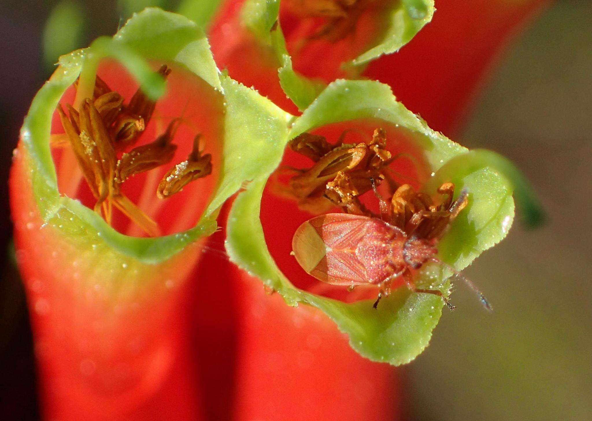 Image of Erica unicolor subsp. georgensis E. G. H. Oliv. & I. M. Oliv.