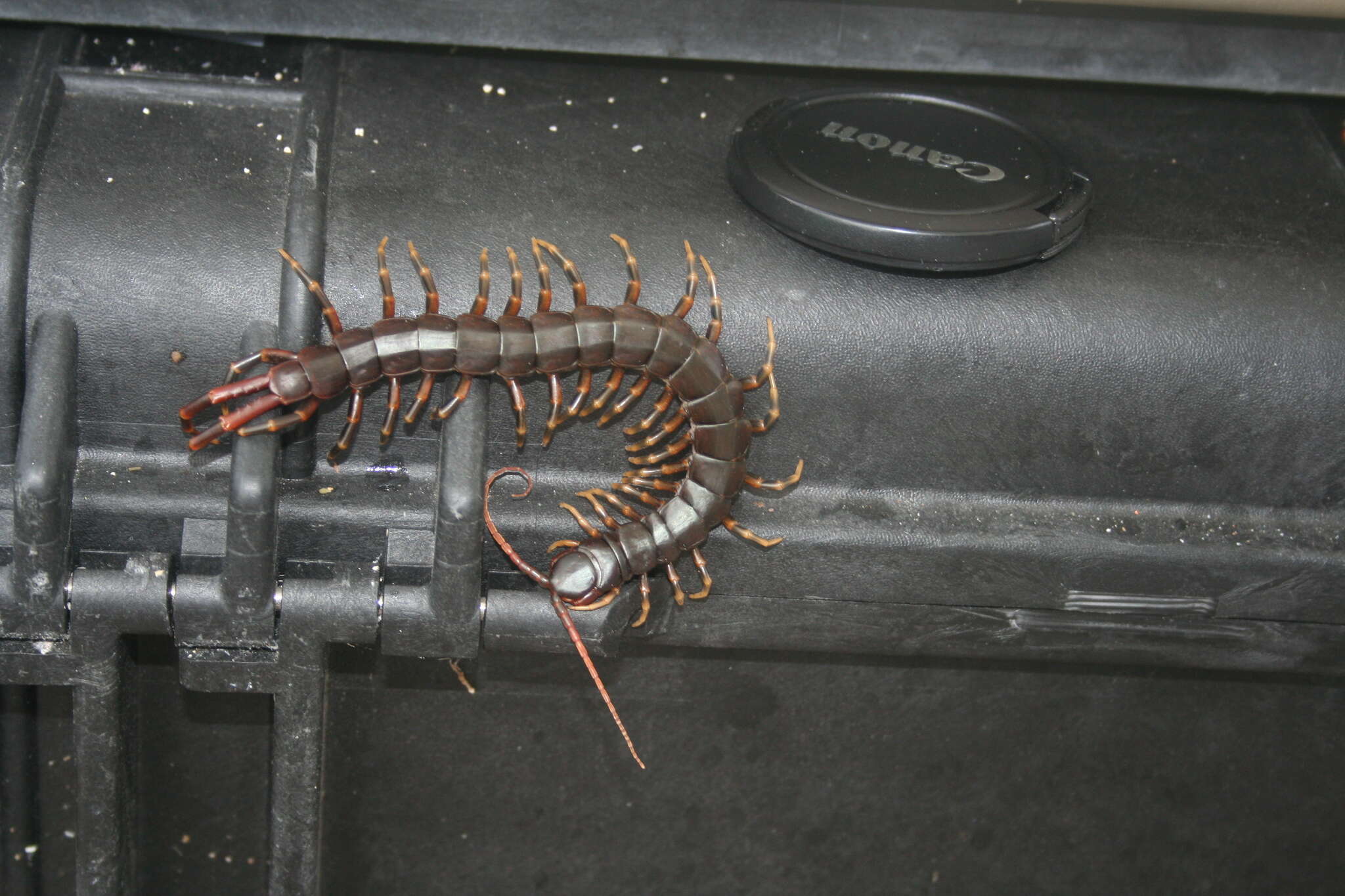 Imagem de Scolopendra galapagoensis Bollman 1889