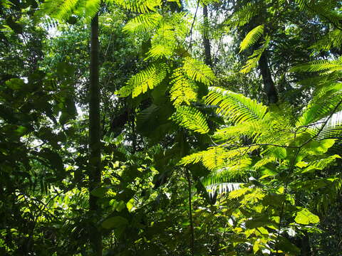 Image of Gavilán Tree