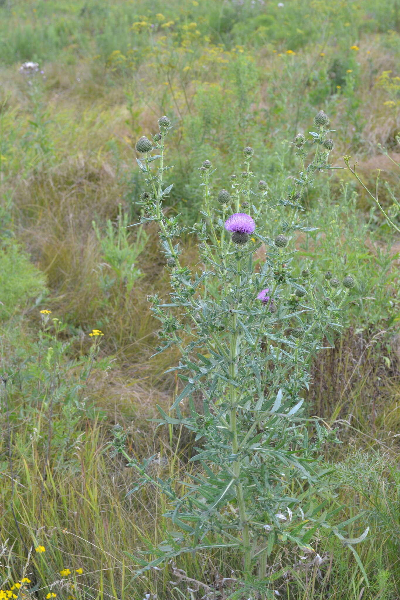 Cirsium serrulatum (M. Bieb.) Fischer的圖片