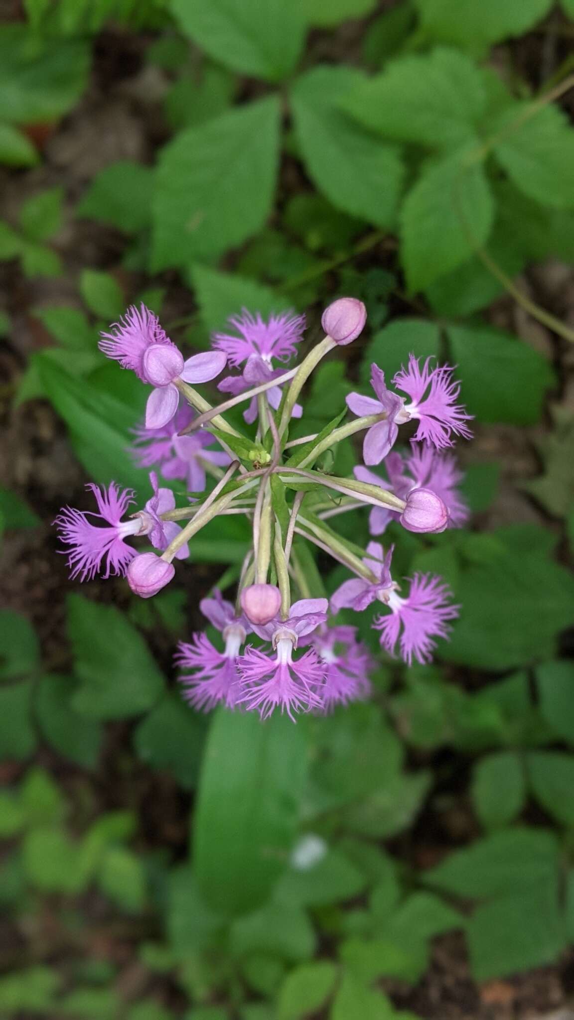 Image de Platanthera shriveri P. M. Br.