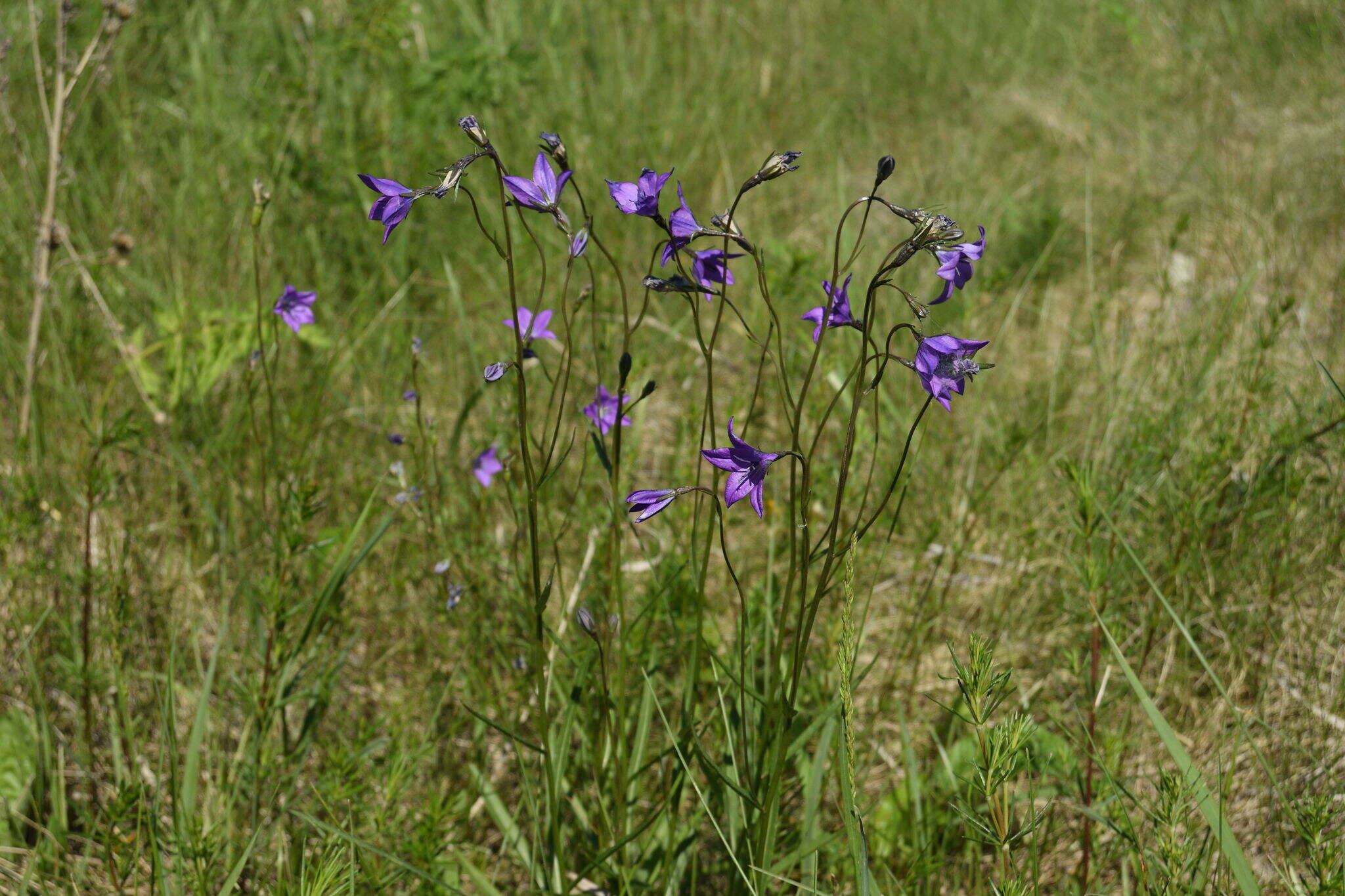 Campanula stevenii subsp. wolgensis (P. A. Smirn.) Fed. resmi