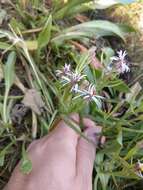 Image of sea aster