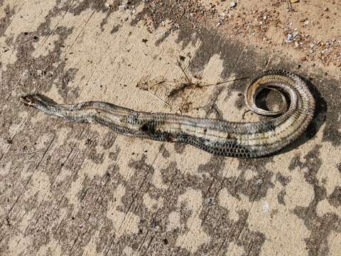 Image of Rainbow Mud Snake