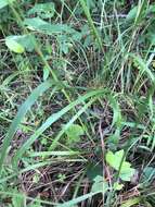 Image of Clustered Fescue