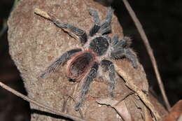 Image of Bahia Scarlet Tarantula