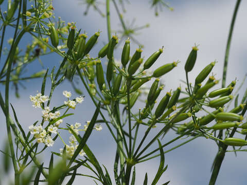 Image of bulbous chervil