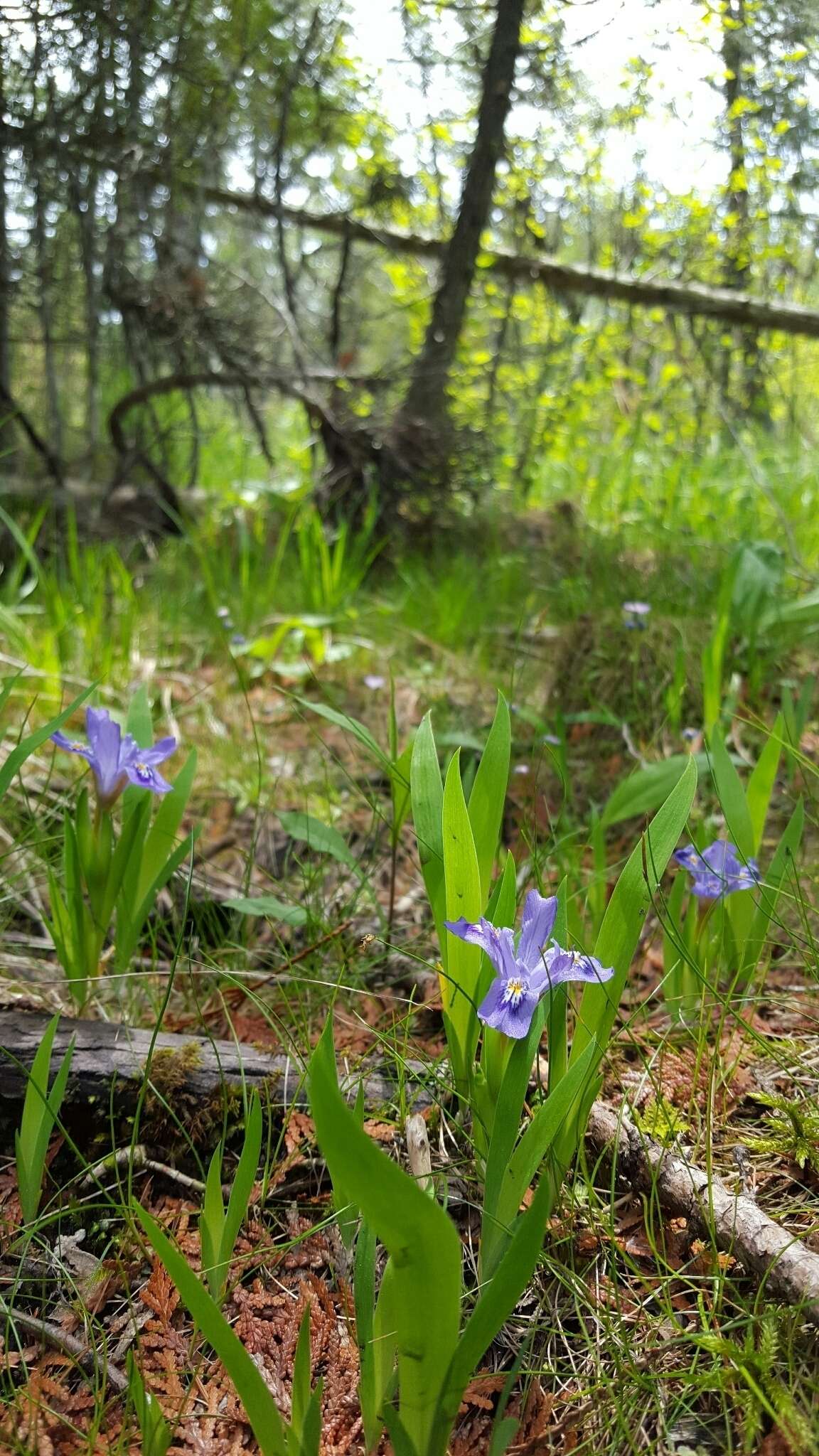 Plancia ëd Iris lacustris Nutt.