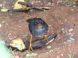 Image of Slaty-backed Nightingale-Thrush