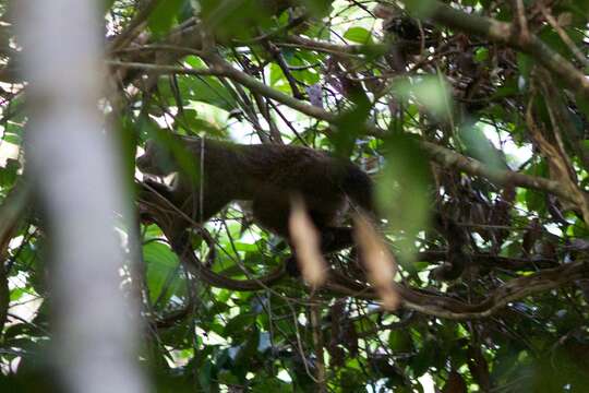 Image of Ka'apor capuchin monkey