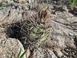 Image of Gymnocalycium castellanosii Backeb.