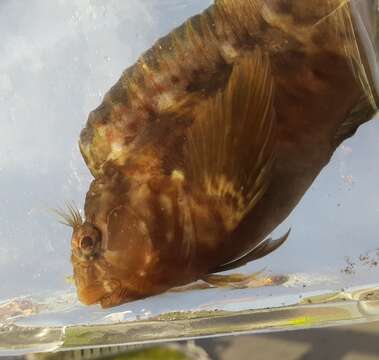 Image of Crested blenny