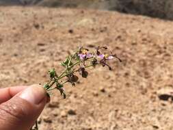 Image of Fagonia chilensis Hooker & Arnott