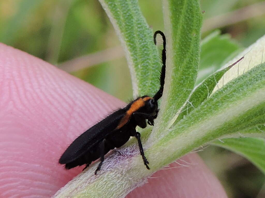 Image of Hemierana marginata (Fabricius 1798)