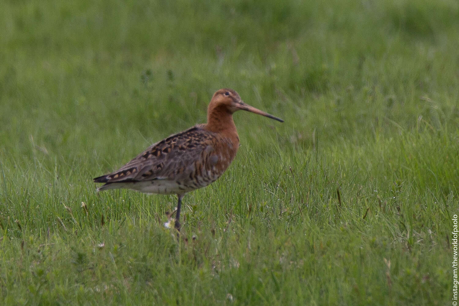 Image of Limosa limosa islandica Brehm & CL 1831