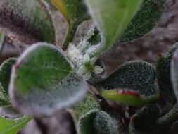 Image of Centella tridentata var. hermanniifolia