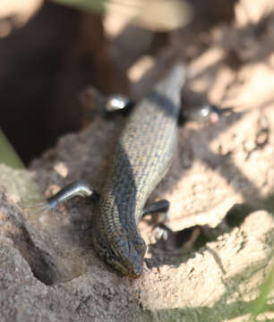 Image of Short-necked Skink