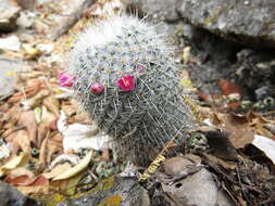 Imagem de Mammillaria flavicentra Backeb. ex Mottram