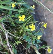 Image of Viola barroetana Schaffn. ex Hemsl.