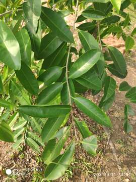 Image of Ilex cymosa Bl.