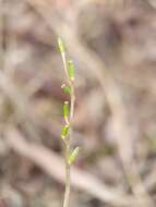 Image of Triglochin laxiflora Guss.