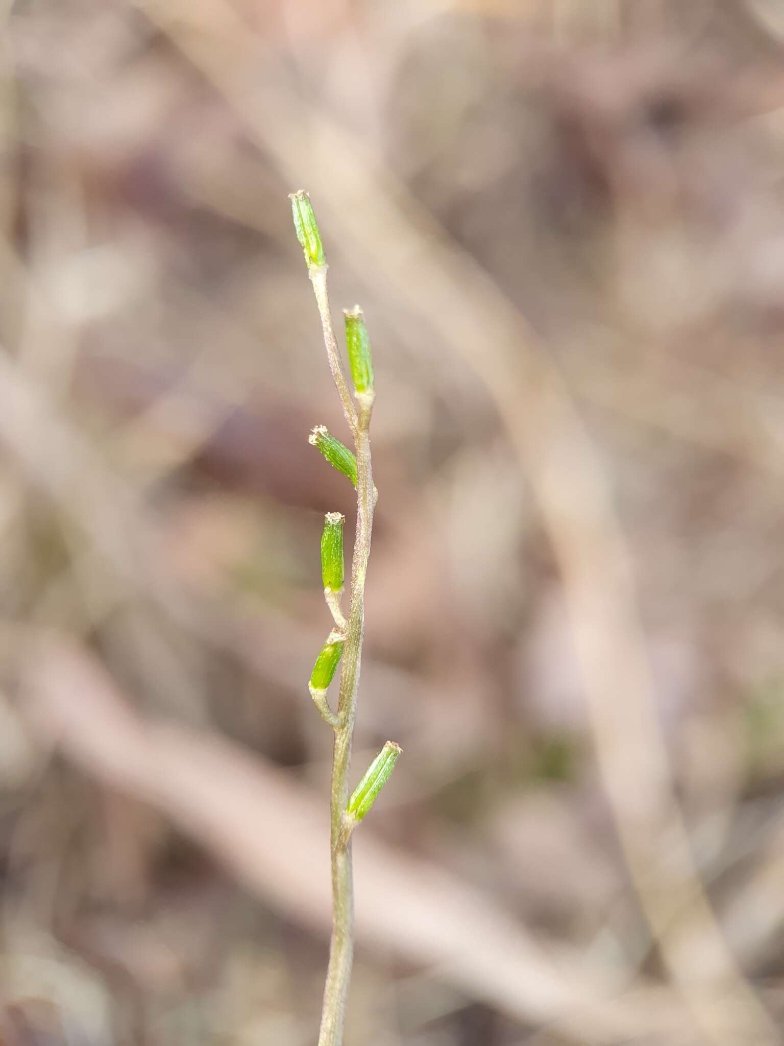 Image of Triglochin laxiflora Guss.