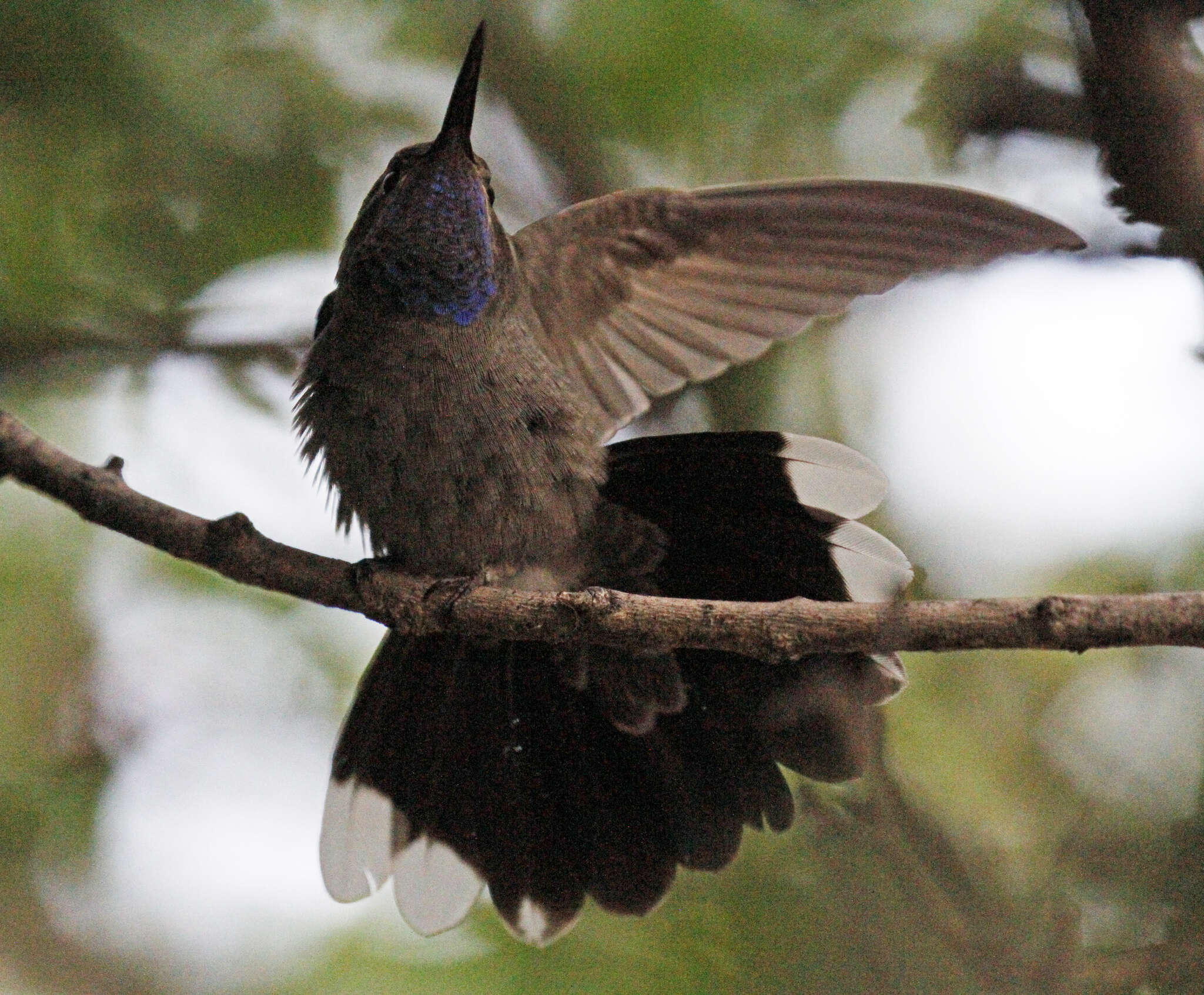 Image of Blue-throated Hummingbird