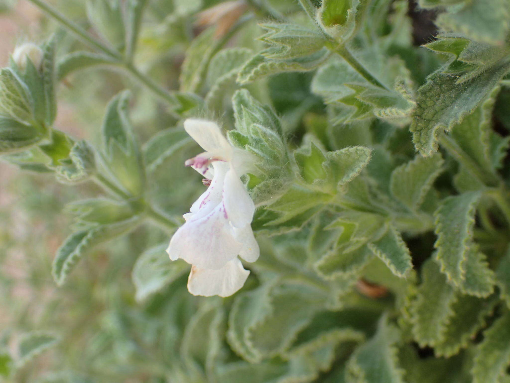 Слика од Stachys swainsonii Benth.