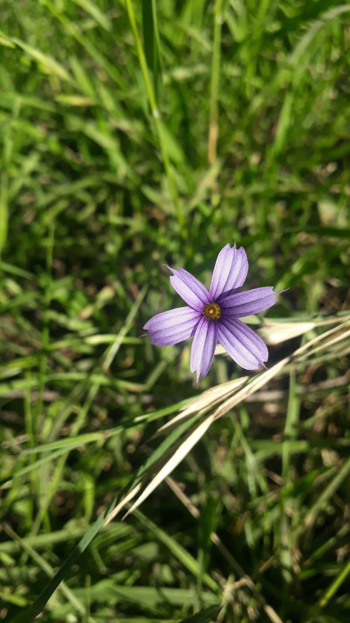 Sisyrinchium chilense Hook.的圖片