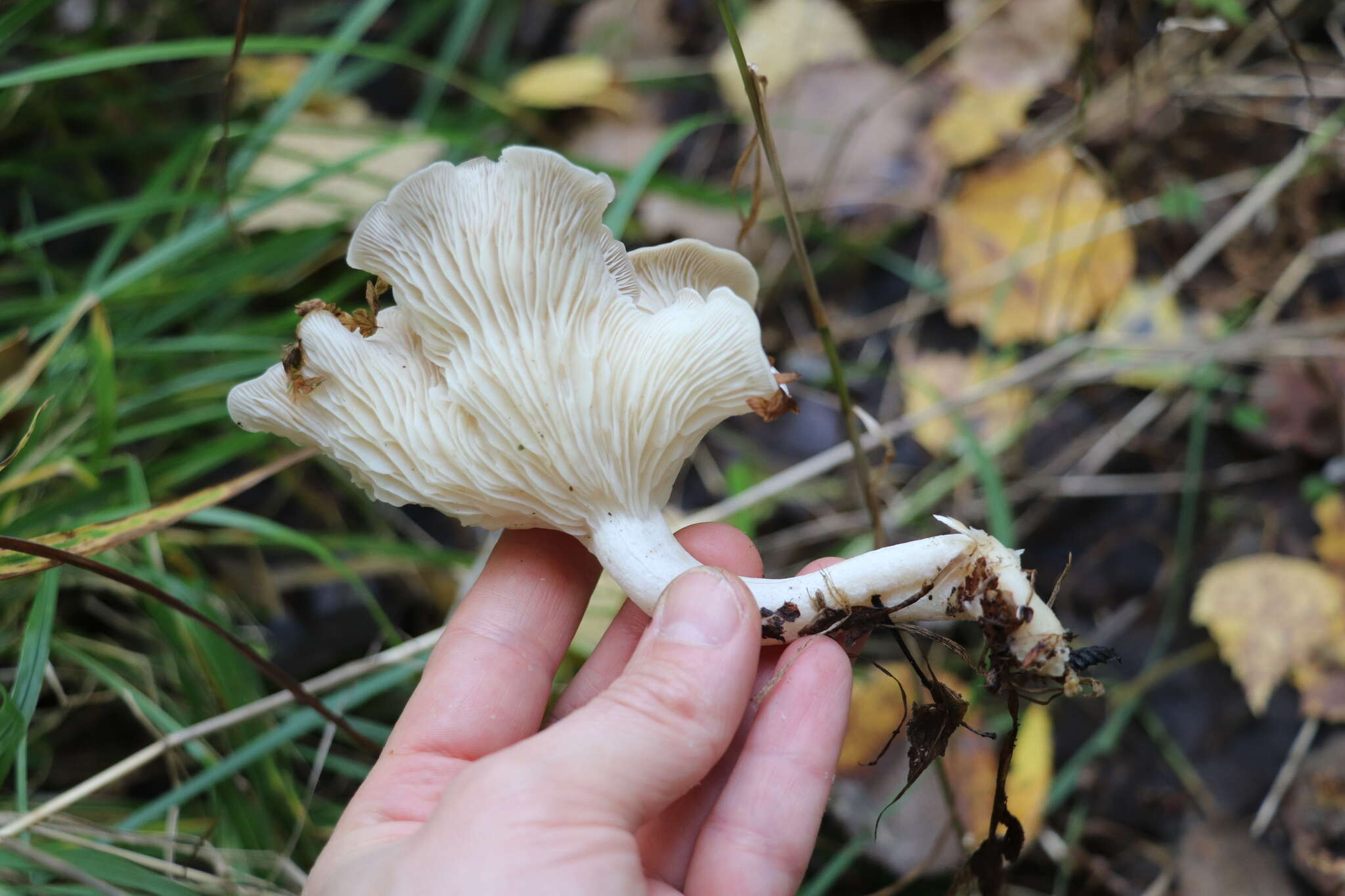 Image of Leucocybe