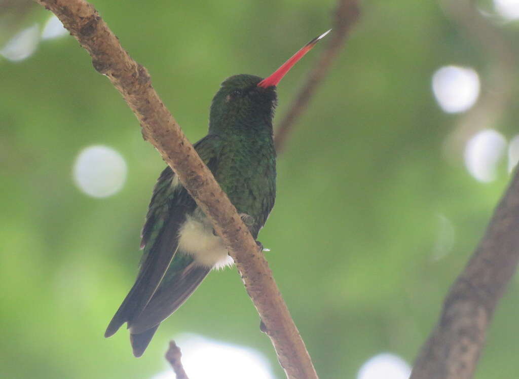 Image of Glittering-bellied Emerald