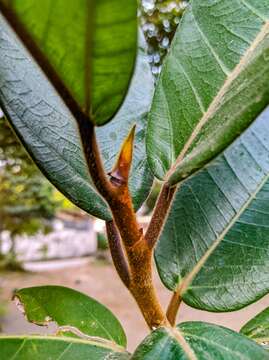 صورة Ficus drupacea Thunb.