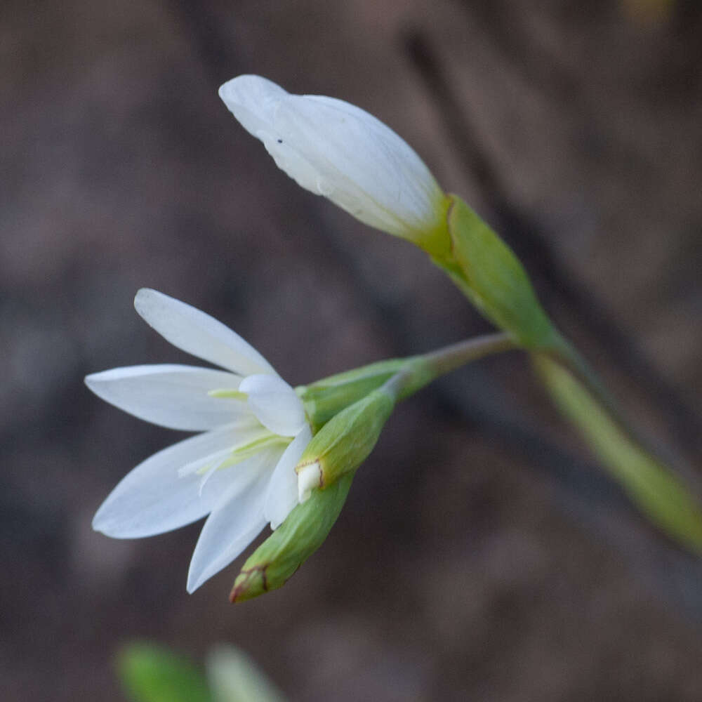 Image of Geissorhiza bolusii Baker