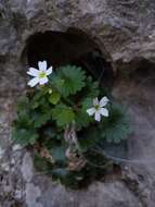 Sivun Saxifraga berica (Béguinot) D. A. Webb kuva