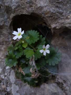 Image de Saxifraga berica (Béguinot) D. A. Webb