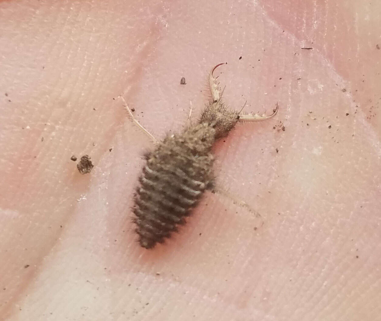 Image of New Zealand antlion