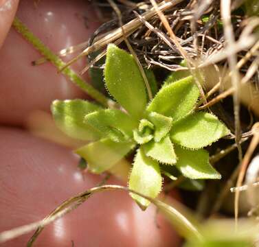 Image of Androsace adfinis subsp. brigantiaca (Jordan & Fourr.) Kress