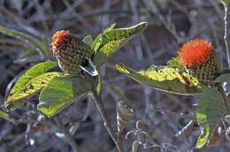 صورة Cnicothamnus lorentzii Griseb.